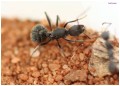 Aphaenogaster senilis- pojedyńcza mrówka.JPG