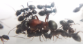Formica sanguinea