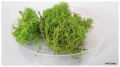 Ozdoba do formikarium- mech zielony