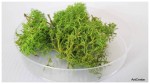 Kępka mchu- kolor zielony