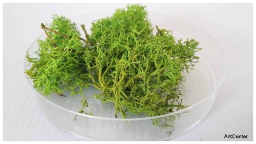 Ozdoba do formikarium- mech zielony