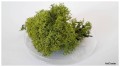 Ozdoba do formikarium- mech zielony