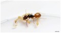 Mrówki Camponotus turkenistanus