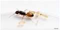 Mrówki Camponotus turkenistanus
