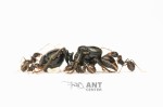 Messor barbarus 