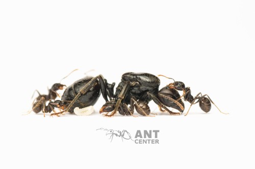 Messor barbarus- Królowa, jajka i robotnice