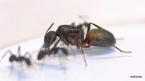 Camponotus cruentatus