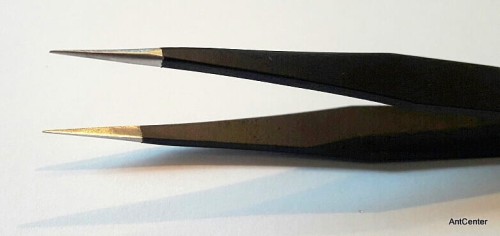 Pęseta polecana do hodowli mrówek