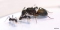 Camponotus cruentatus