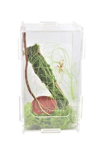 Modliszkarium z zielonym mchem- terrarium dla modliszek