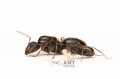 Camponotus aethiops