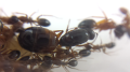 Camponotus nylanderi
