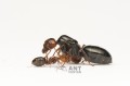 Camponotus lateralis