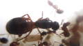 Camponotus nylanderi