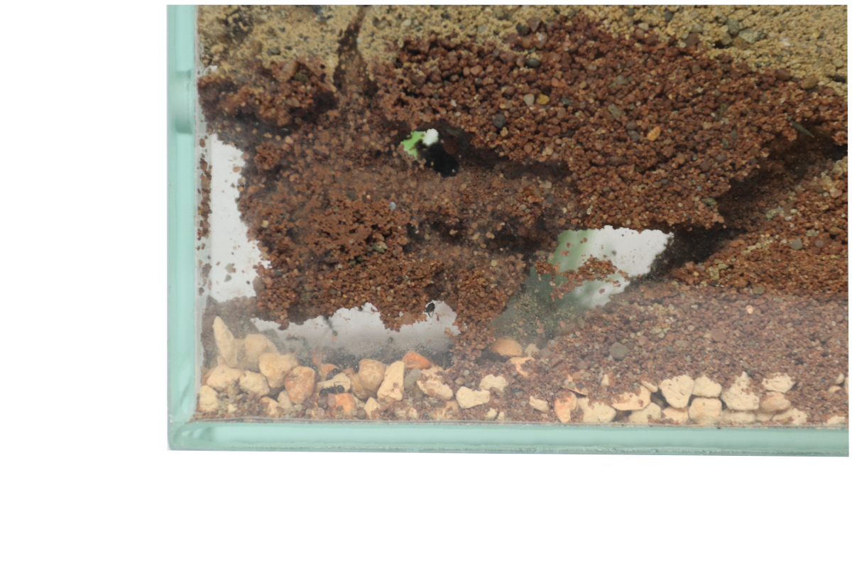 Zasiedlony Brand ziemny