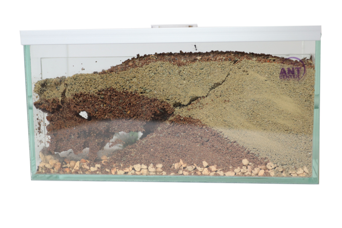 Zasiedlony Brand ziemny