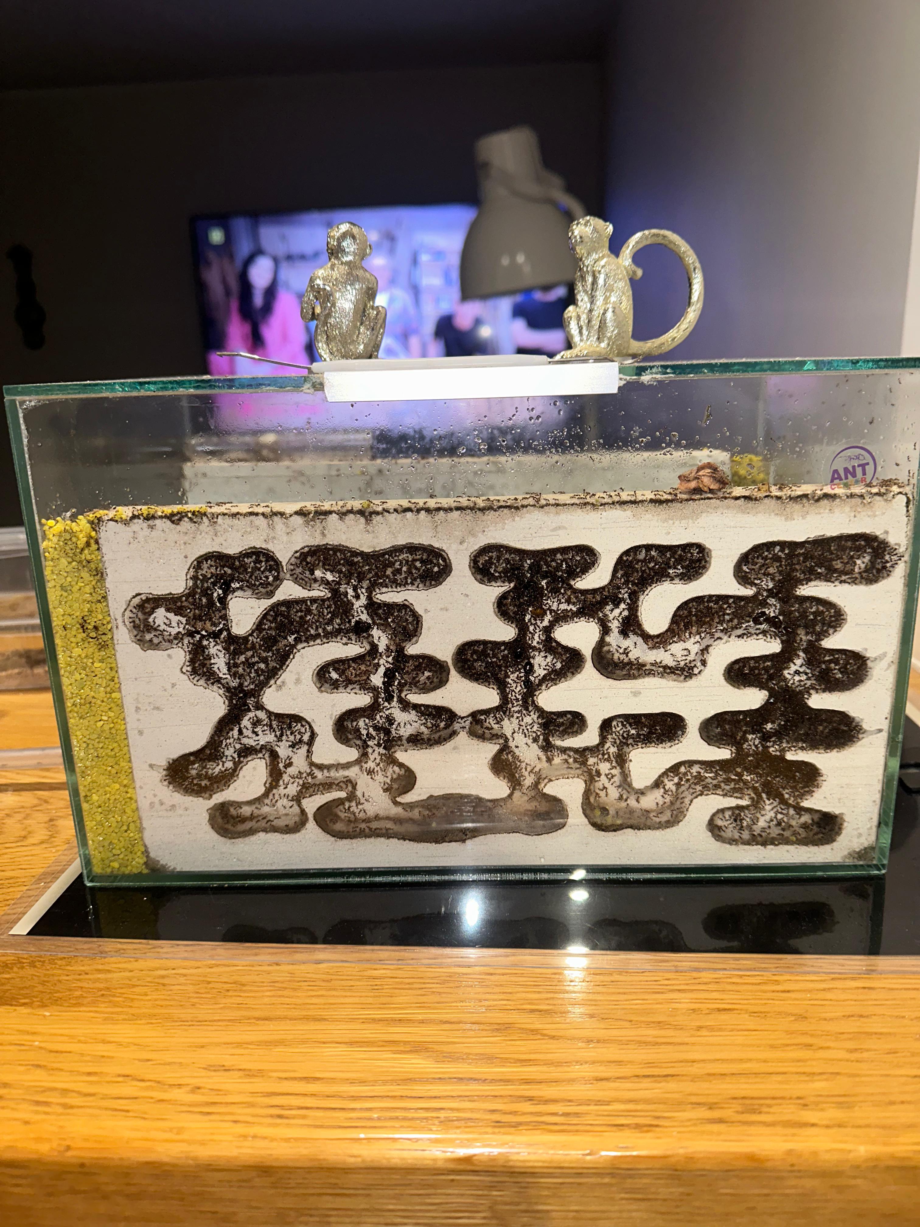 Carebara diversa w formikarium Lubi Max