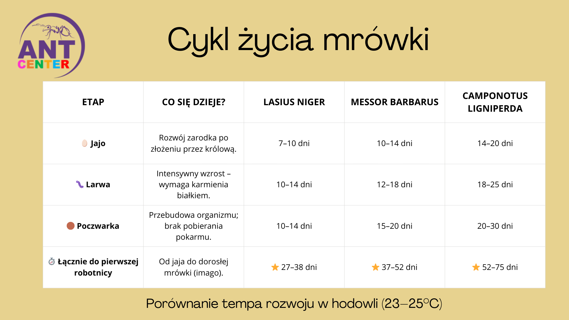 Cykl życia mrówki