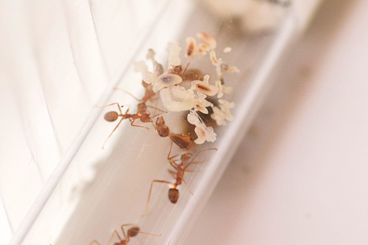 Czerw Oecophylla smaragdina – ważny etap rozwoju młodej kolonii