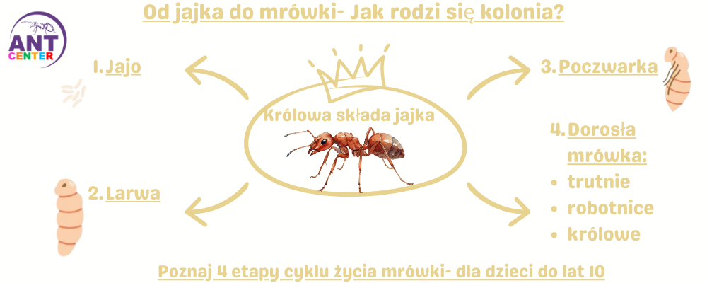 Cztery etapy życia mrówki- dla dzieci do lat 10