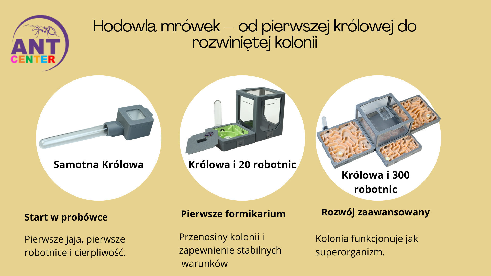 Hodowla mrówek od samotnej Królowej do rozwiniętej kolonii mrówek