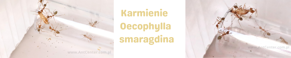 Karmienie młodej kolonii mrówek tkaczek – białko wspiera rozwój larw
