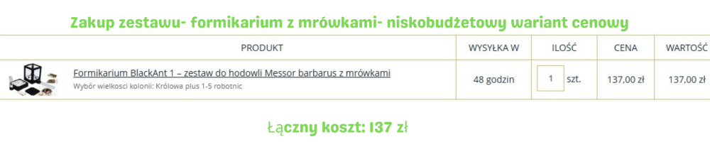 Koszt hodowli mrówek – budżetowy zestaw z formikarium – 137 zł