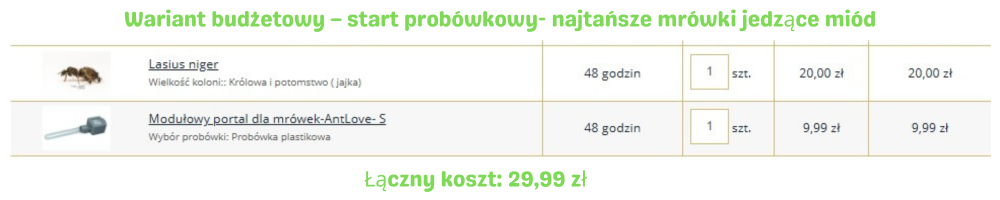 Koszt hodowli mrówek – minimalny start probówkowy Lasius niger – 29,99 zł