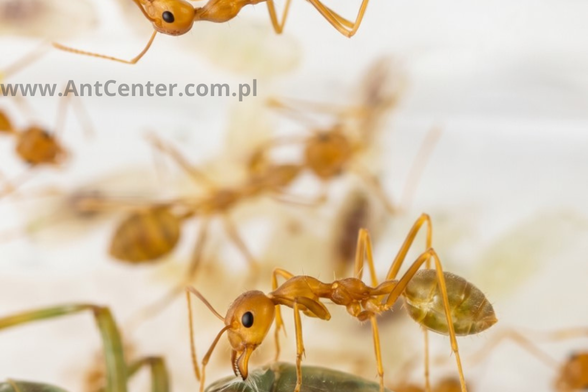 Młoda kolonia Oecophylla smaragdina – pierwsze robotnice i początek rozwoju