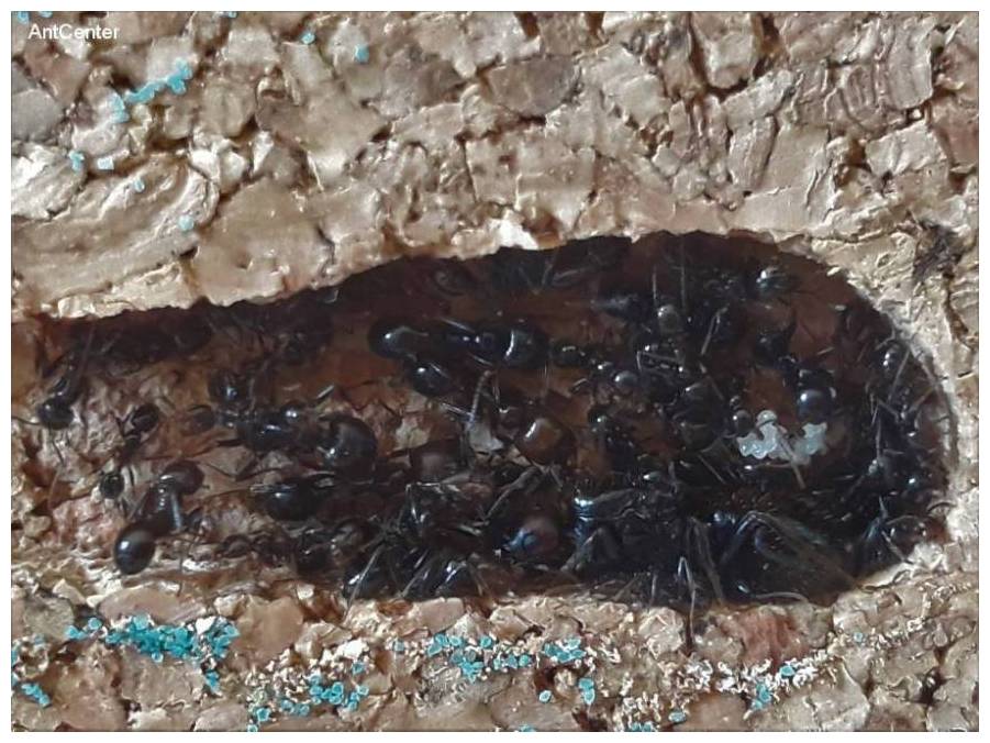 Mrówki Messor barbarus w gnieżdzie Tower