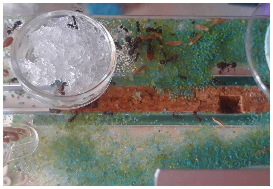 Messor barbarus na arenie formikarium Tower