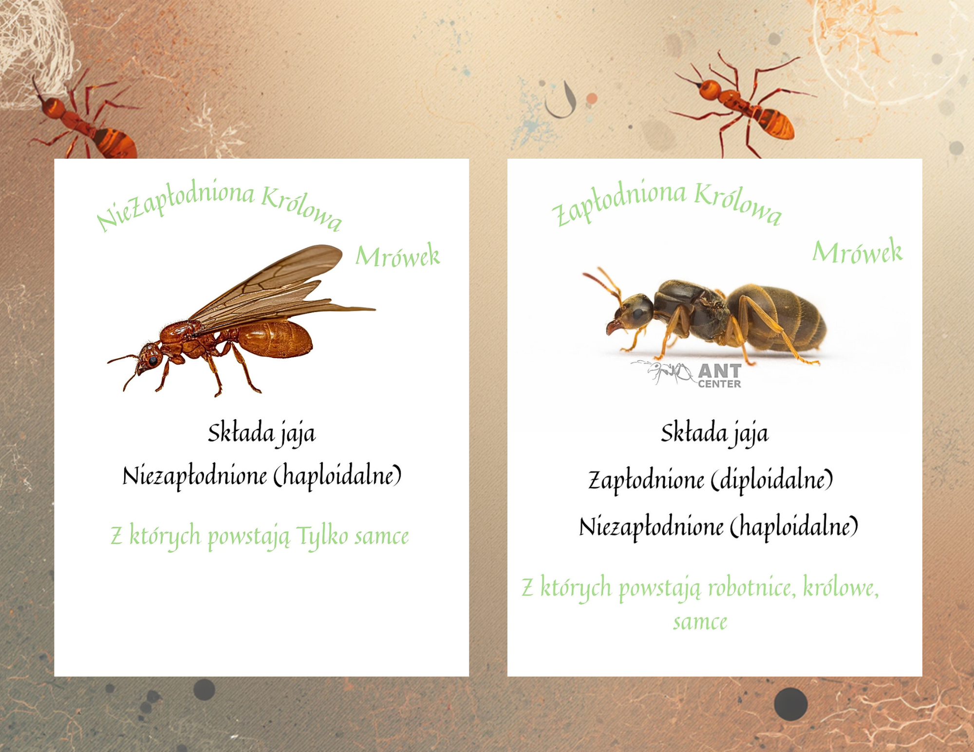 O królowych mrówek- zapłodnione i nie zapłodnione