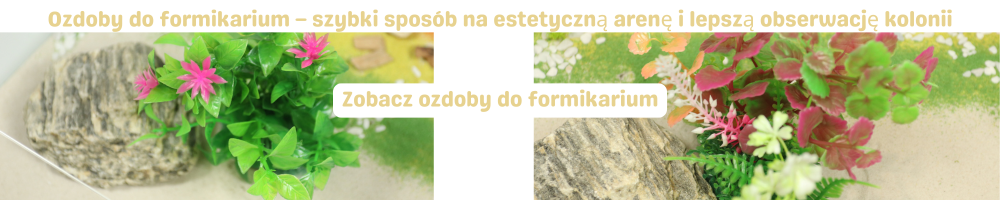 Ozdoby do formikarium – aranżacja areny dla mrówek