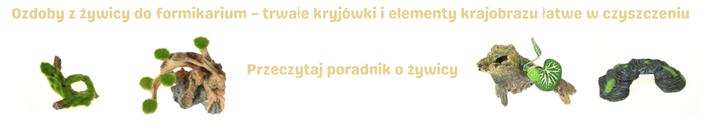 Ozdoby z żywicy do formikarium – poradnik