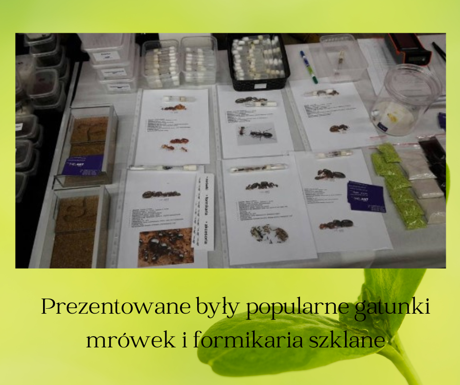 Pierwsze publiczne spotkanie AntCenter z Klientami na Targach terrarystycznych
