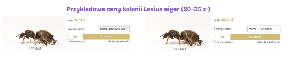 Przykładowe ceny kolonii Lasius niger (20–35 zł)