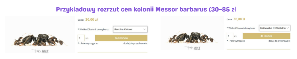 Przykładowy rozrzut cen kolonii Messor barbarus (30–85 zł)