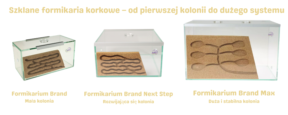 Szklane formikaria korkowe AntCenter – system modułowy od małego do dużego rozmiaru