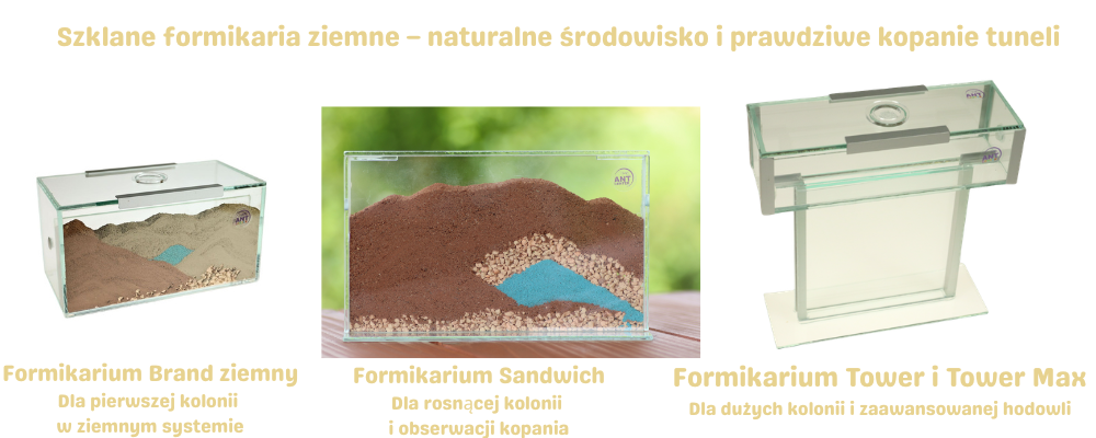 Szklane formikaria ziemne AntCenter – naturalne środowisko i obserwacja kopania tuneli