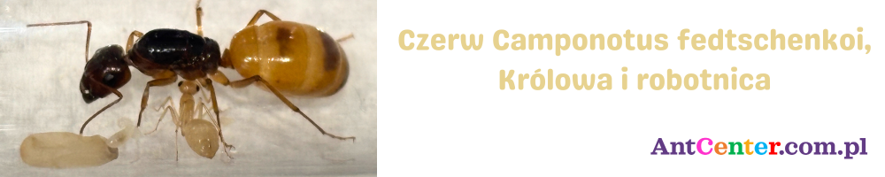 Czerw Camponotus fedtschenkoi – larwy i rozwój kolonii