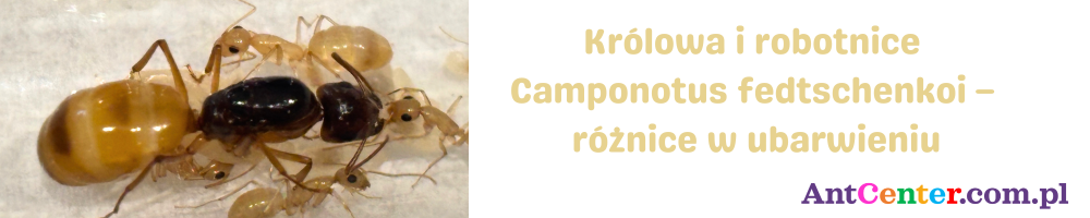 Królowa i robotnice Camponotus fedtschenkoi – różnice w ubarwieniu