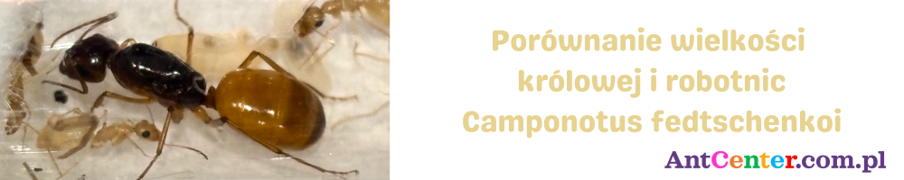 Porównanie wielkości królowej i robotnic Camponotus fedtschenkoi