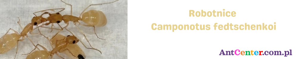 Robotnice Camponotus fedtschenkoi w kolonii