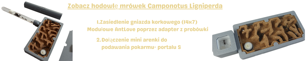 Jak rozwija się kolonia Camponotus ligniperda – od probówki do modułowego gniazda korkowego z areną.