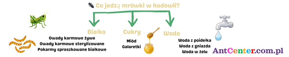co jedzą mrówki w hodowli – białko cukry woda
