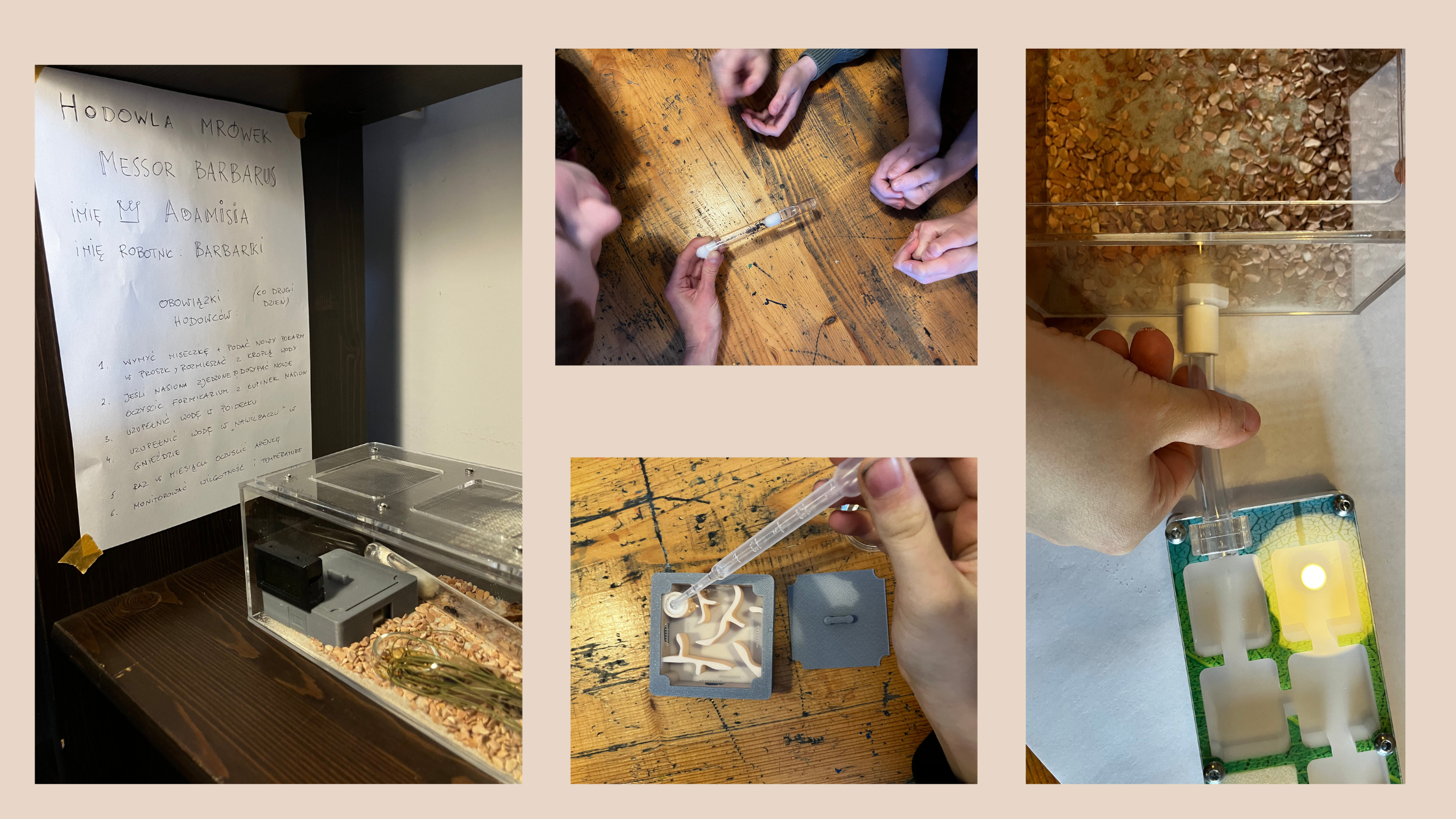 Jak wygląda hodowla mrówek krok po kroku