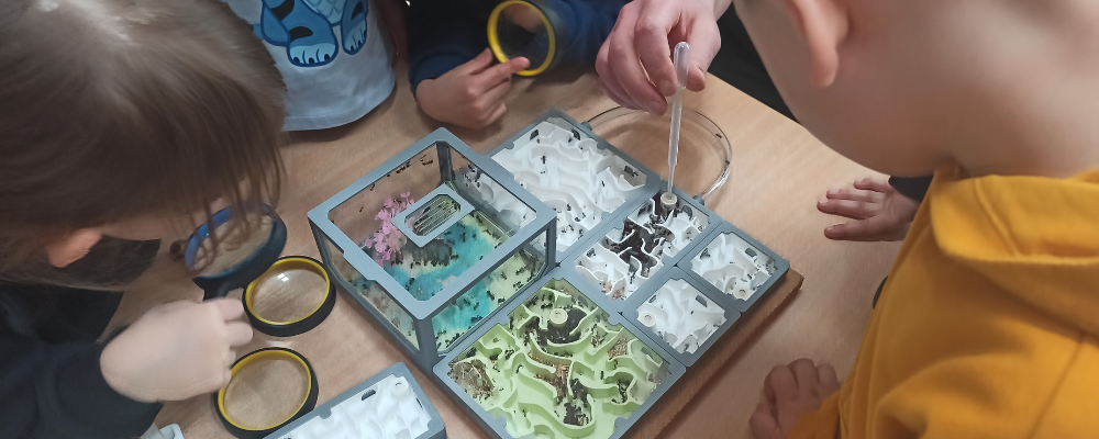 dzieci obserwują kolonię messor barbarus w formikarium podczas warsztatów