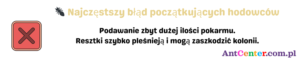 najczęstszy błąd karmienia mrówek – zbyt dużo pokarmu