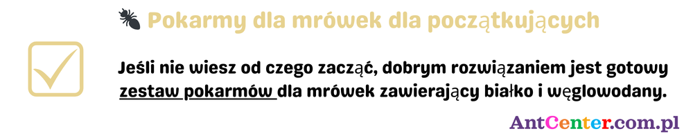 pokarmy dla mrówek dla początkujących hodowców