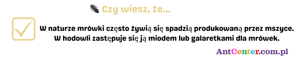 mrówki żywią się spadzią mszyc – w hodowli zastępuje ją miód lub galaretki